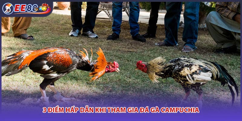 3 điểm hấp dẫn khi tham gia đá gà campuchia