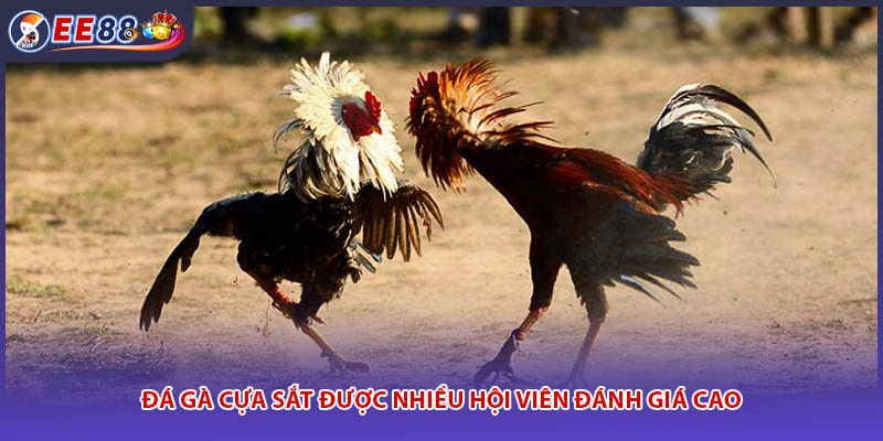 Đá gà cựa sắt được nhiều hội viên đánh giá cao