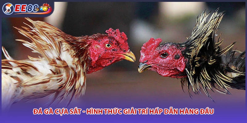 Đá Gà Cựa Sắt - Hình Thức Giải Trí Hấp Dẫn Hàng Đầu