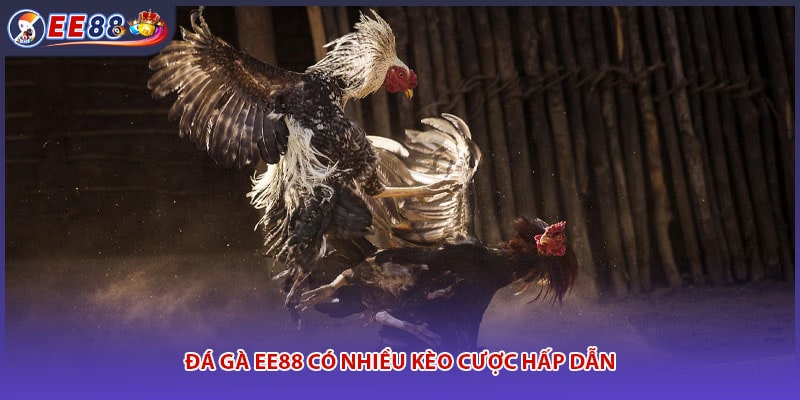 Đá gà EE88 tổ chức nhiều giải đấu hấp dẫn