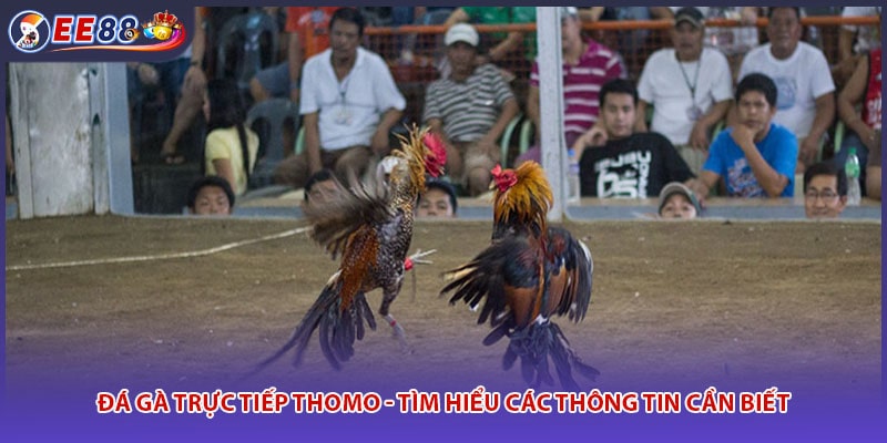 Đá Gà Trực Tiếp Thomo - Tìm Hiểu Các Thông Tin Cần Biết